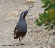 0J6A5659Mountain_Quail_Angeles_Nat_Forest