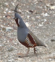 0J6A5695Mountain_Quail_Angeles_Nat_Forest
