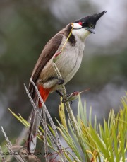 0J6A5739Red-whiskered_Bulbul