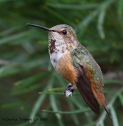 0J6A5745Allen's_Hummingbird