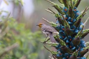 0J6A5772Northern_Mockingbird