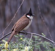 0J6A5793REd-Whiskered_Bulbul