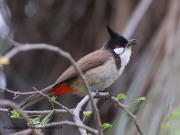 0J6A5800REd-Whiskered_Bulbul