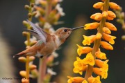 0J6A5809Allen's_Hummingbird