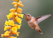 0J6A5820Allen's_Hummingbird