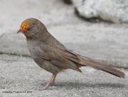 0J6A5831California_Towhee