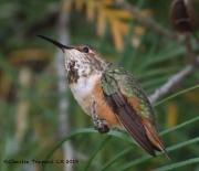 0J6A5858Allen's_Hummingbird