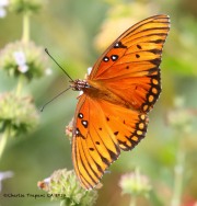 0J6A5865Gulf_Fritillary