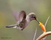0J6A5873Anna's_Hummingbird