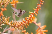 0J6A5877Anna's_Hummingbird