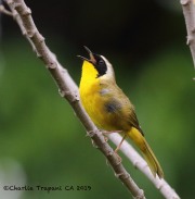 0J6A5913Common_Yellowthroat