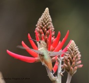 0J6A5924Allen's_Hummingbird