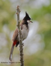 0J6A5959Red-Whiskered_Bulbul