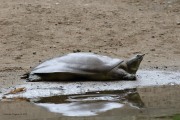 0J6A6058Soft-shelled_Turtle