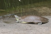 0J6A6061Soft-shelled_Turtle
