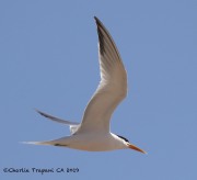 0J6A6093Elegant_Tern