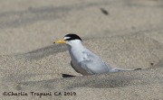 0J6A6104Least_Tern