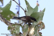 0J6A6158Chestnut-backed_Chickadee