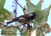 0J6A6164Chestnut-backed_Chickadee