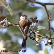 0J6A6205Chestnut-backed_Chickadee