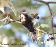0J6A6209Chestnut-backed_Chickadee