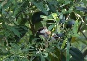 0J6A6217Chestnut-backed_Chickadee