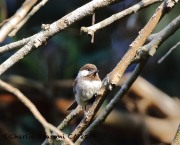 0J6A6227Chestnut-backed_Chickadee