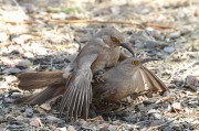 0J6A6283Curved-billed_Thrashers