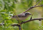 0J6A6306Lucy's_Warbler