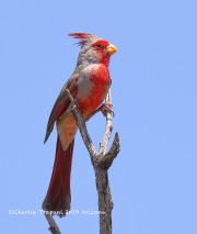 0J6A6357Pyrrhuloxia