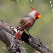 0J6A6433Pyrrhuloxia