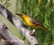 0J6A6454Hooded_Oriole