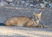 0J6A6488Young_Bobcat