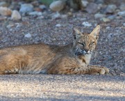 0J6A6492Young_Bobcat