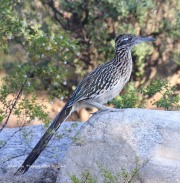 0J6A6500Greater_Roadrunner