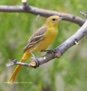 0J6A6575Hooded_Oriole