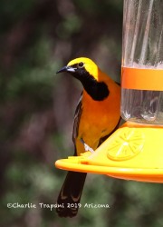 0J6A6598Hooded_Oriole