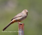 0J6A6608Canyon_Towhee