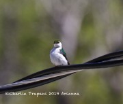 0J6A6630Violet-green_Swallow
