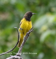 0J6A6758Scotts_Oriole