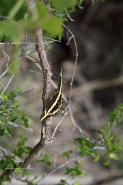 0J6A6776Giant_Swallowtail