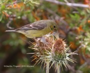 0J6A6786Lesser_Goldfinch