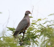 0J6A6815Band-tailed_Pigeon