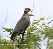 0J6A6828Band-tailed_Pigeon