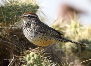 0J6A6889Cactus_Wren
