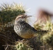 0J6A6893Cactus_Wren