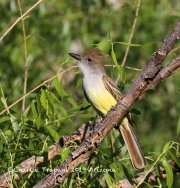 0J6A6949Brown-crested_Flycatcher