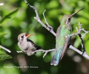 0J6A7106Broad-billed_Hummingbirds