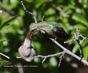 0J6A7120Broad-billed_Hummingbirds