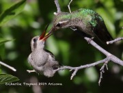 0J6A7133Broad-billed_Hummingbirds